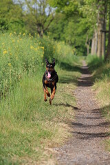 German Pinscher; Deutscher Pinscher