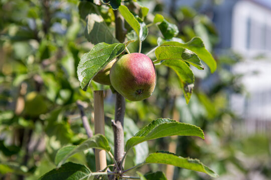 Apfelbaum