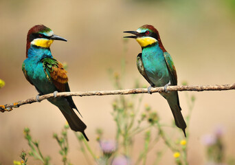 un precioso abejaruco de colores en una rama de un arbol