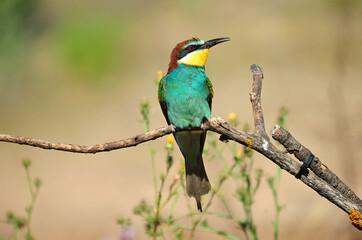 un precioso abejaruco de colores en una rama de un arbol