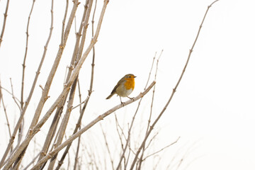 Robin on a bare branch in winter