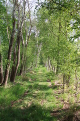 Obraz premium Moor and bog in Northern Germany; Holler- und Wittemoor, Moorlandschaft in Nordwestdeutschland