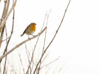 Robin on a bare branch in winter