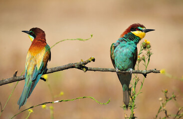 un precioso abejaruco de colores en una rama de un arbol