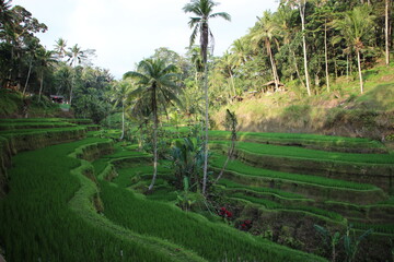 Panoramic view of balinese rice terrace, Bali, Indonesia