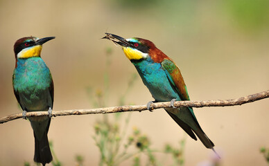 un precioso abejaruco de colores en una rama de un arbol