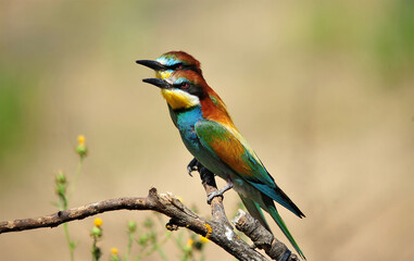 un precioso abejaruco de colores en una rama de un arbol
