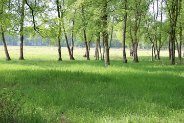 Obraz premium Moor and bog in Northern Germany; Holler- und Wittemoor, Moorlandschaft in Nordwestdeutschland