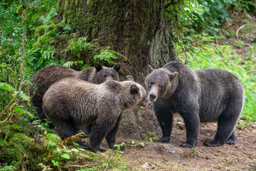 Fototapeta premium Brown Bear Familiy Communicating