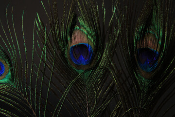 Obraz premium Peacock feather isolated on a black background