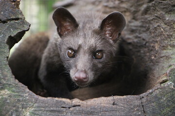  Luwak looking angry into camera, gourmet coffee animal, Bali, Indonesia