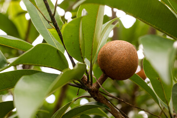 chickoo sapodilla fruits ripe on tree  with  green leafs in sunlight