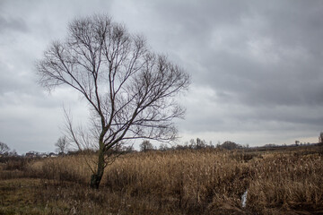 Fototapeta premium tree in the field