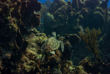 Fototapeta na wymiar Rear overhead view of a Green turle cruising in the waters of Little Cayman