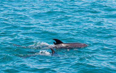 Fototapeta premium Pair of dolphins in Bay of Islands, New Zealand