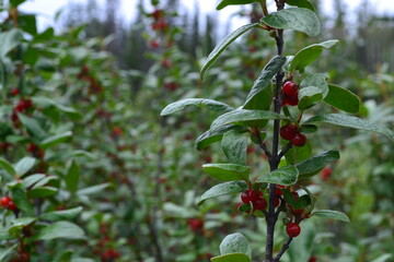 Common Snowberry Bushes