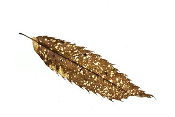 Fallende braune Blätter, isoliert, Herbst, weißer Hintergrund