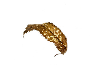 Fallendes braunes Blatt isoliert, Herbst, weißer Hintergrund