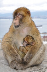 Mother monkey holding cute ape baby with brown fluffy fur. Macaque family in wild nature. Two...