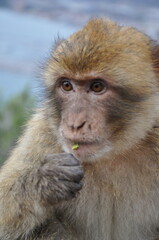 Soft focus cute furry ape with food in monkey hand. Gibraltar Barbary macaque monkey sitting and biting food before eating. Macaca sylvanus behavior