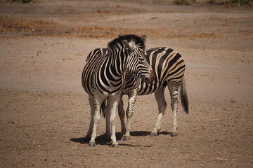 Fototapeta na wymiar Zebra Body