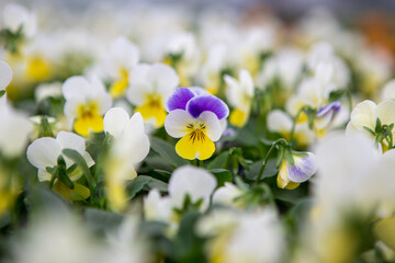 Viola