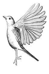 Vogel Zeichnung mit Tusche