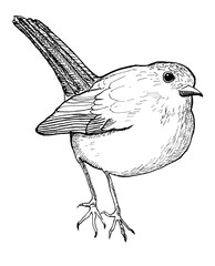 VogelZeichnung mit Tusche