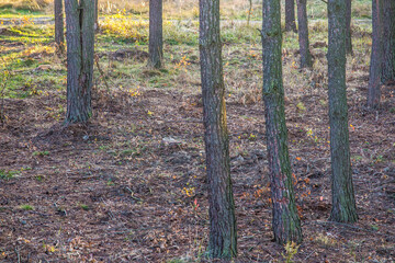 trunks of standing pine trees in autum