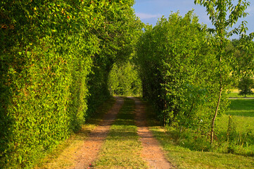 Fototapeta na wymiar A country trail leading through a beautiful green hedge tunnel. The scenery is illuminated by golden evening sunlight.