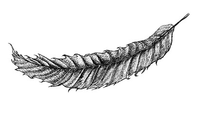 Zeichnung  eines Blattes mit Tusche