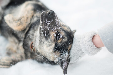 woman hand in mitten pet mongrel dog with love in winter outdoor