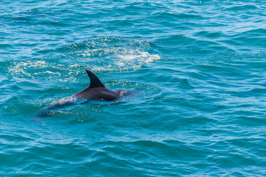 Dolphin In Bay Of Islands, New Zealand