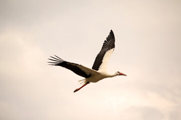 Storch am Affenberg Salem im Flug