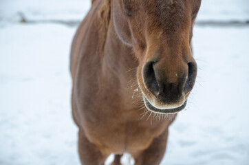 detail of a horse's nose, in the background is white snow