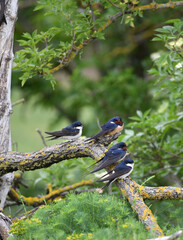 Mehl und Rauschwalben