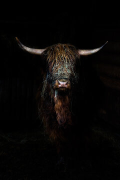 Schottisches Highland-Rind im Portrait vor dunklem Hintergrund (Bos taurus)