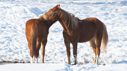 Two horses with white show background