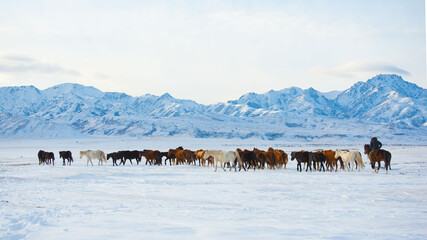Horse herd in winter
