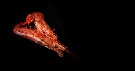 Two large langoustines on a black background. Seafood healthy. Top View with Copy space. 