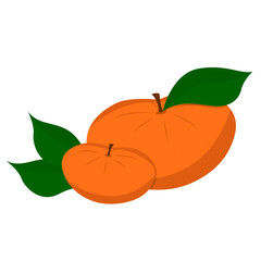 Pair of tangerines isolated on white background. Citrus, orange. illustration