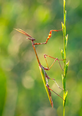 Close up of pair of Beautiful European mantis ( Mantis religiosa )