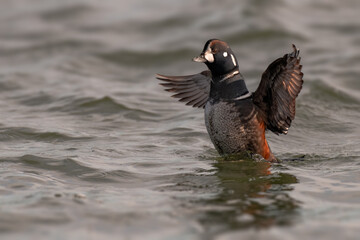 Adult male Harlequin Duck Histrionicus histrionicus along the Atlantic Coast in New Jersey, USA