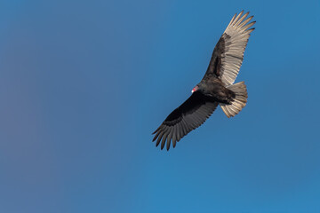 Adult Turkey Vulture soaring against a clear blue sky