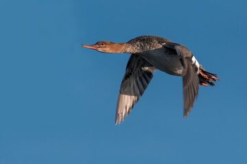 Fototapeta premium common merganser flying over water