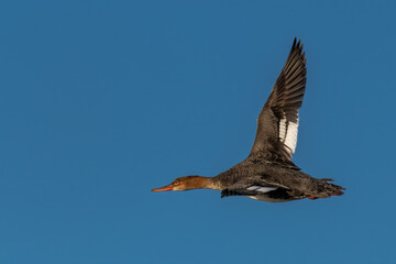 common merganser flying over water