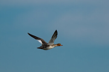 common merganser flying over water