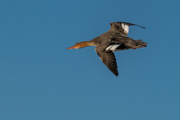 common merganser flying over water