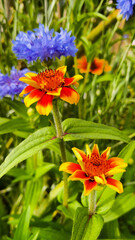 Garden flowers with green foliage.
