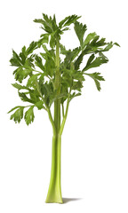 celery stalk with leaves, isolated on white background